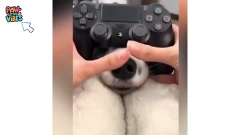 Best Funny Animal Videos of 2024 – Dogs & Cats That Will Make You Laugh!😹🐶#cat #dog #animals