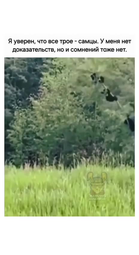 Timberrrrrrrrrrrrr 😂