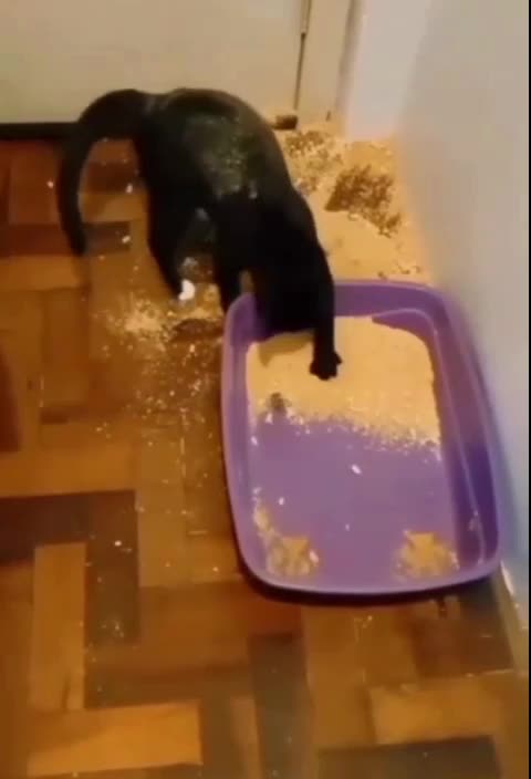 Kitty NOOOOOOOOOOOOOOOOOOOO!!!!!!!!!!!!!!!!