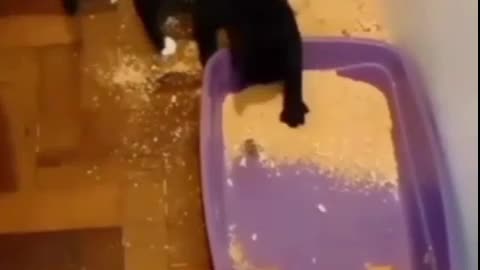 Kitty NOOOOOOOOOOOOOOOOOOOO!!!!!!!!!!!!!!!!
