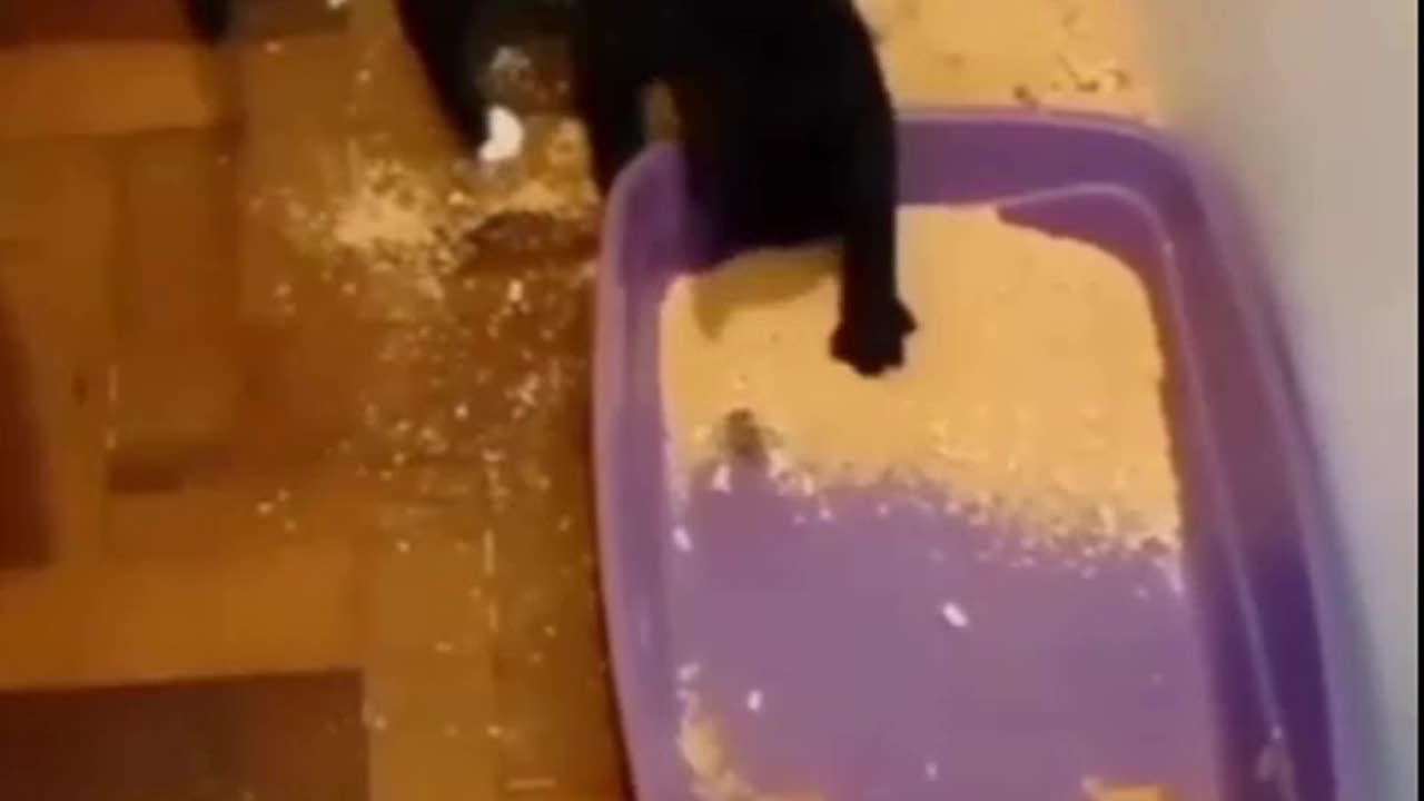 Kitty NOOOOOOOOOOOOOOOOOOOO!!!!!!!!!!!!!!!!