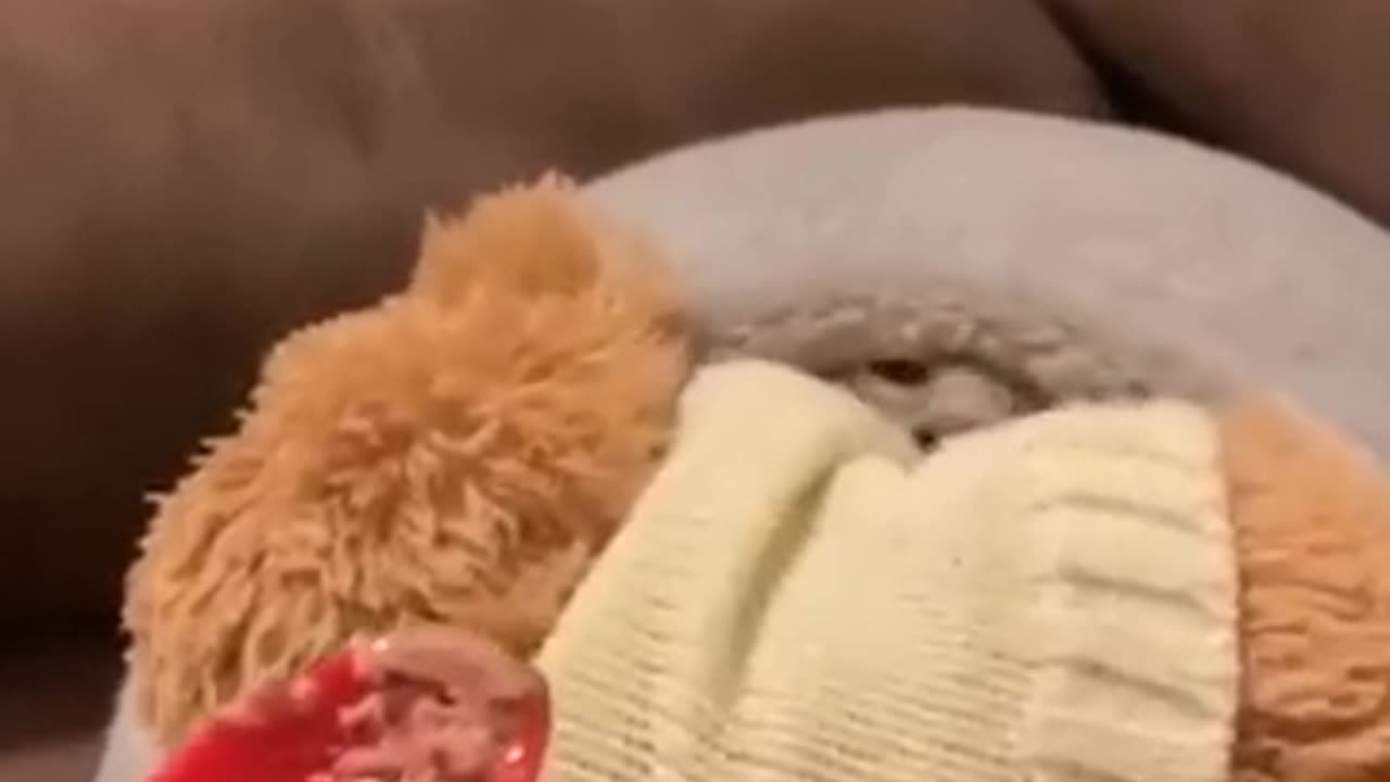 Funniest Animals 🐧 - Best Of The Funny Animal Videos 😁 - Cutest Animals Ever