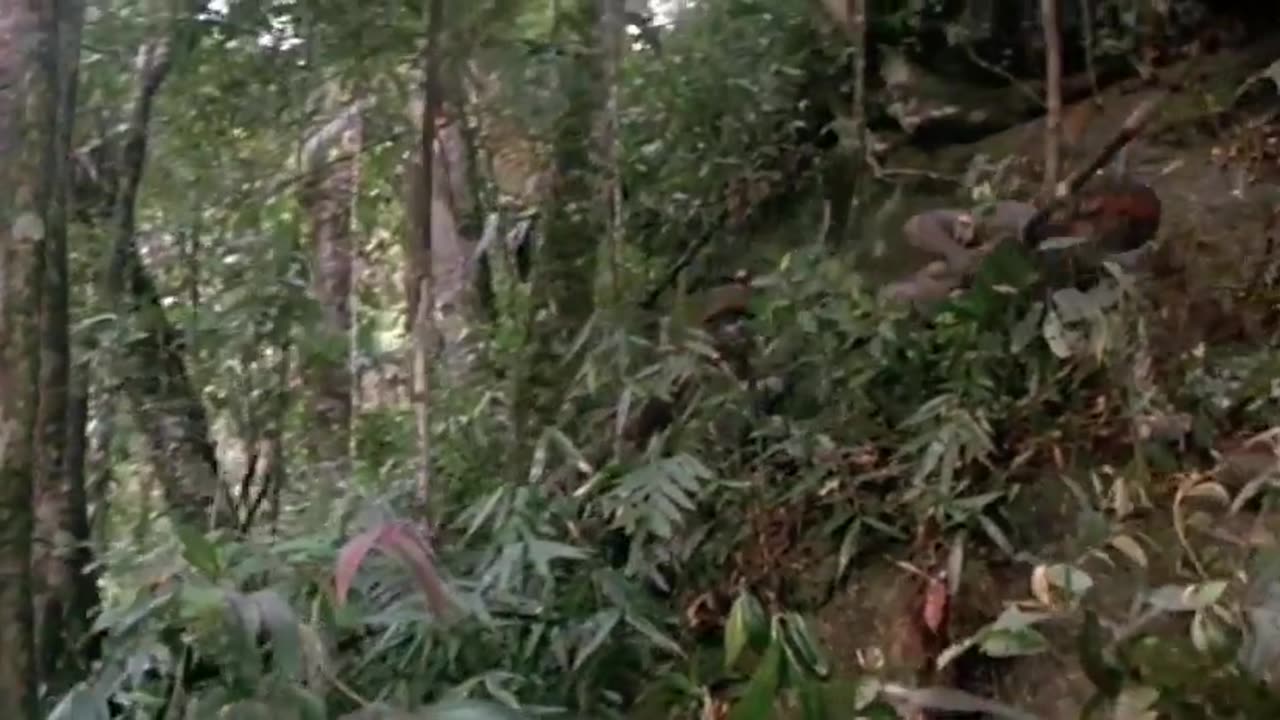 The Emerald Forest (1985 film)