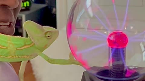My Veiled Chameleon Anubis Learning to Touch the Plasma Globe