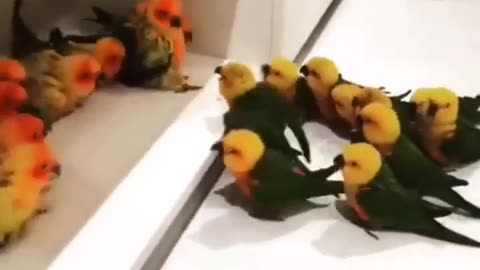 🤯✨ Watch This Incredible Animal Gang Up! | FeedMyCuriosity