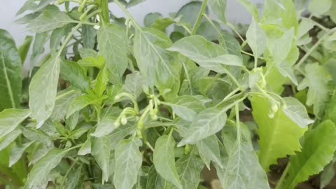 Chilli Plant Update from My Terrace Garden 🌶️