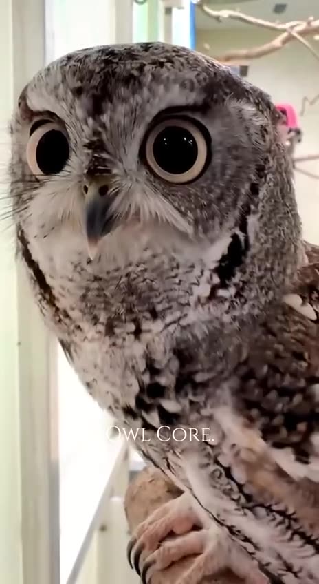Owls 24/7 😊😍