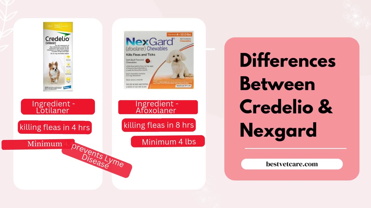 Comparing Credelio and Nexgard – A Detailed Guide