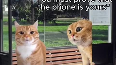 CAT MEMES When you trust people too much #shorts #catmemes #relatable