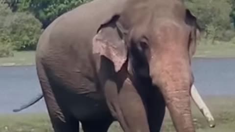 Elephant