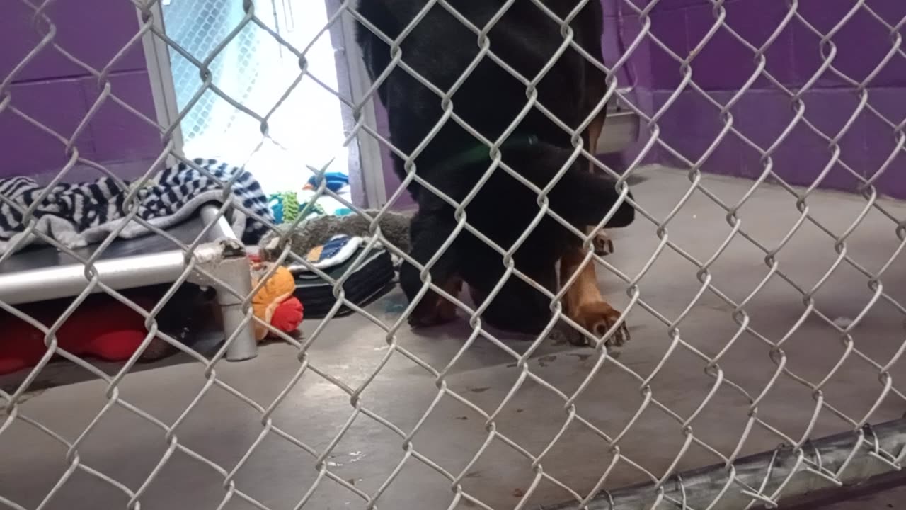 Toby 5y Pet Id 904412 kennel 26 HSSAZ shelter I actually hand fed him some today, groovy🤙2025919349