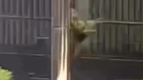 Indonesian police are fascist