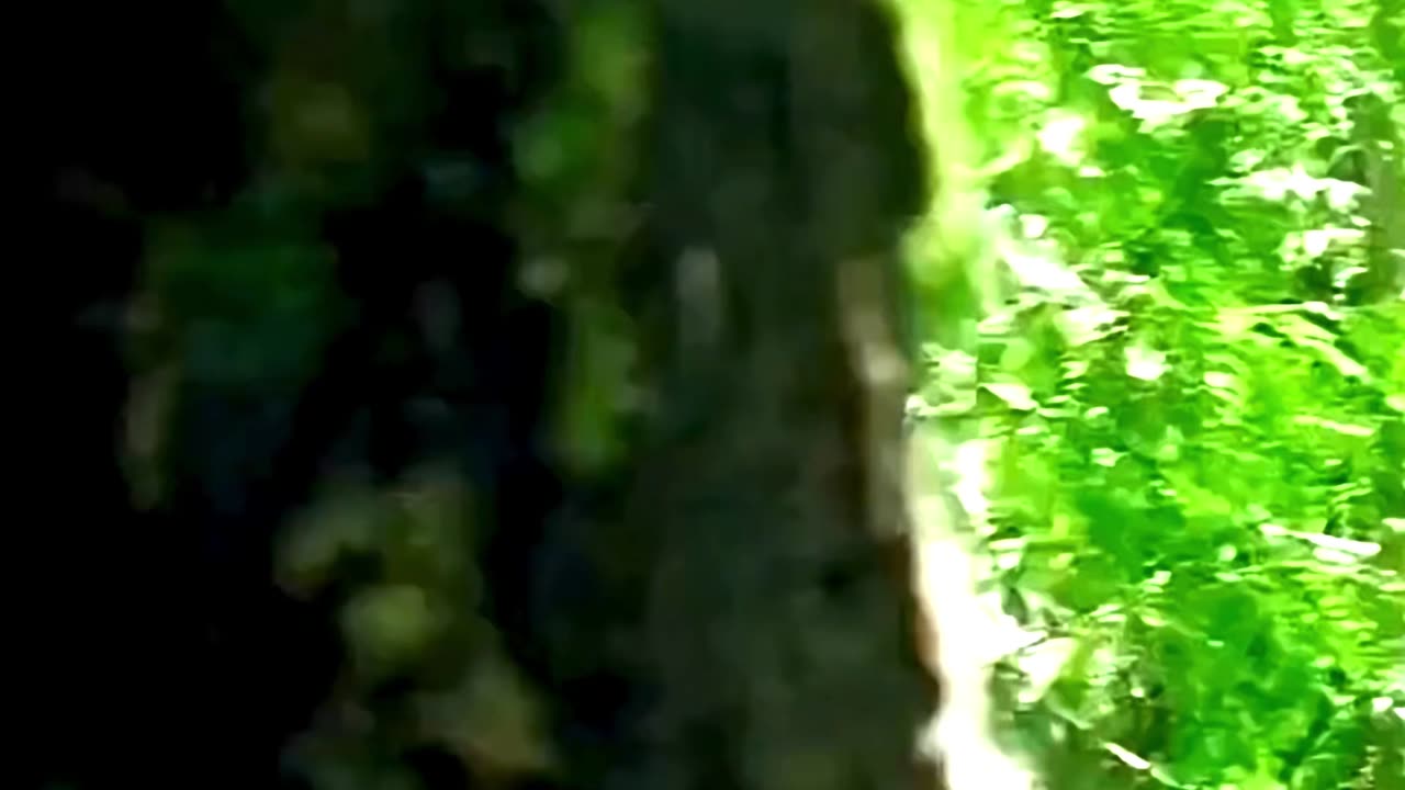 Elektra vs Tattoo & Stone