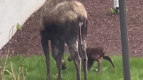 Moose Gives Birth on Hospital Lawn