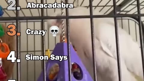 Ranking the best parrot moments