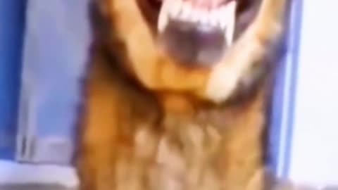 "Dog's Emergency "