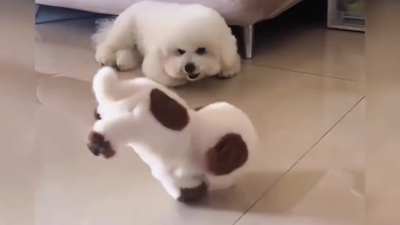 Seeing the wonderful performance of the toy dog, the puppy was shocked ...