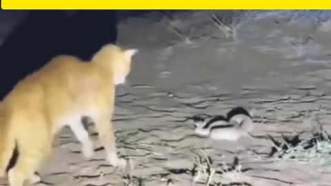شکار جسورانه گربه از یک افعی شاخدار! Daring Cat Hunts a Horned Viper!