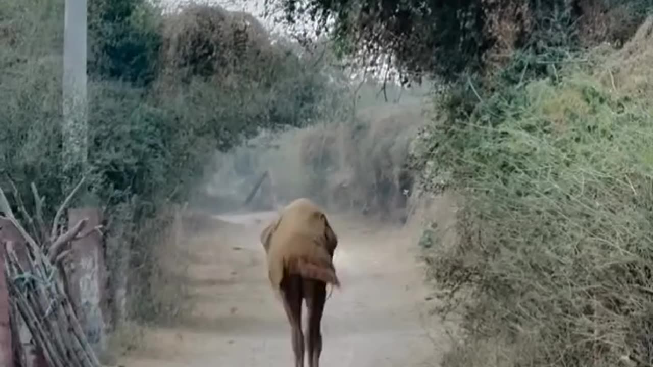 Animal funny video 15