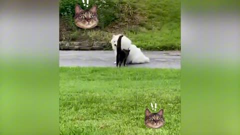 Funny Animal seri 26