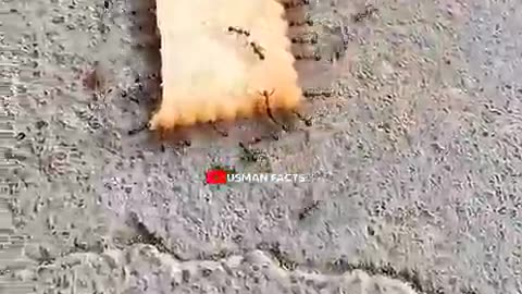 Viral: The sad life of three animals |#shorts #shortvideo #shortsfeed #trending