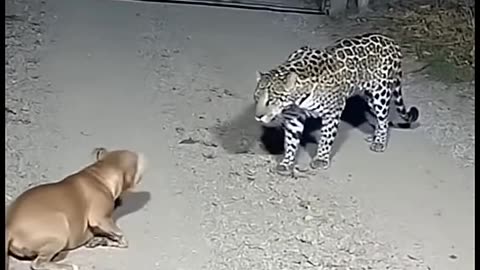 Big Cat Tries to Take Dog from Yard
