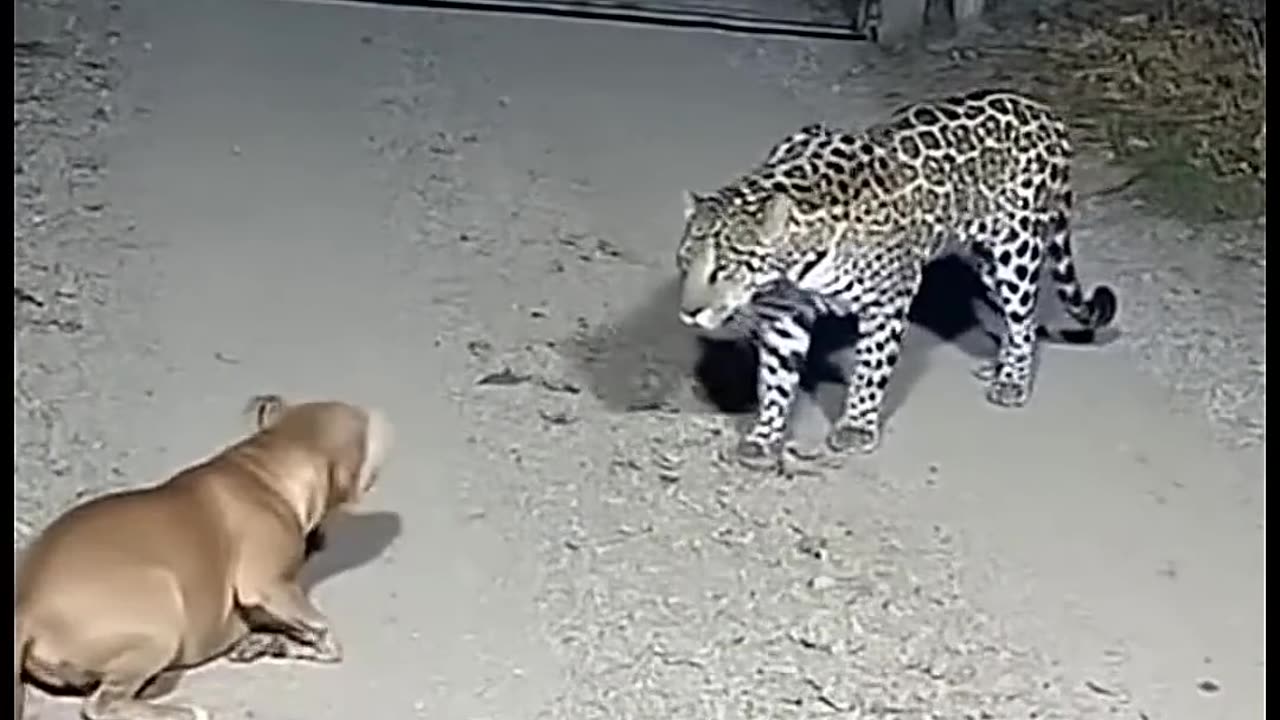 Big Cat Tries to Take Dog from Yard