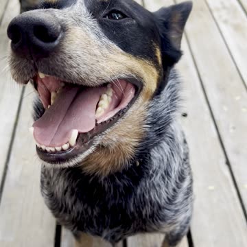 hanging with dad on the deck 2984290
