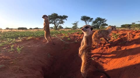 Funny Meerkats