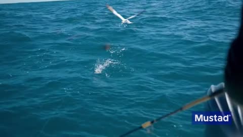 Topwater Fishing for Huge Cobia on Commercial Shrimp Boats_part4