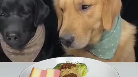 Who_Decided_Three_Meals_a_Day_Was_Enough__Golden_and_Labrador._Cute_Pet_Debut_Plan