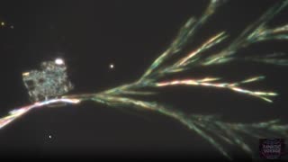 Semi-Biotic Systems Set To Transmogrify Humans With Polymorphic Microstructures From Within
