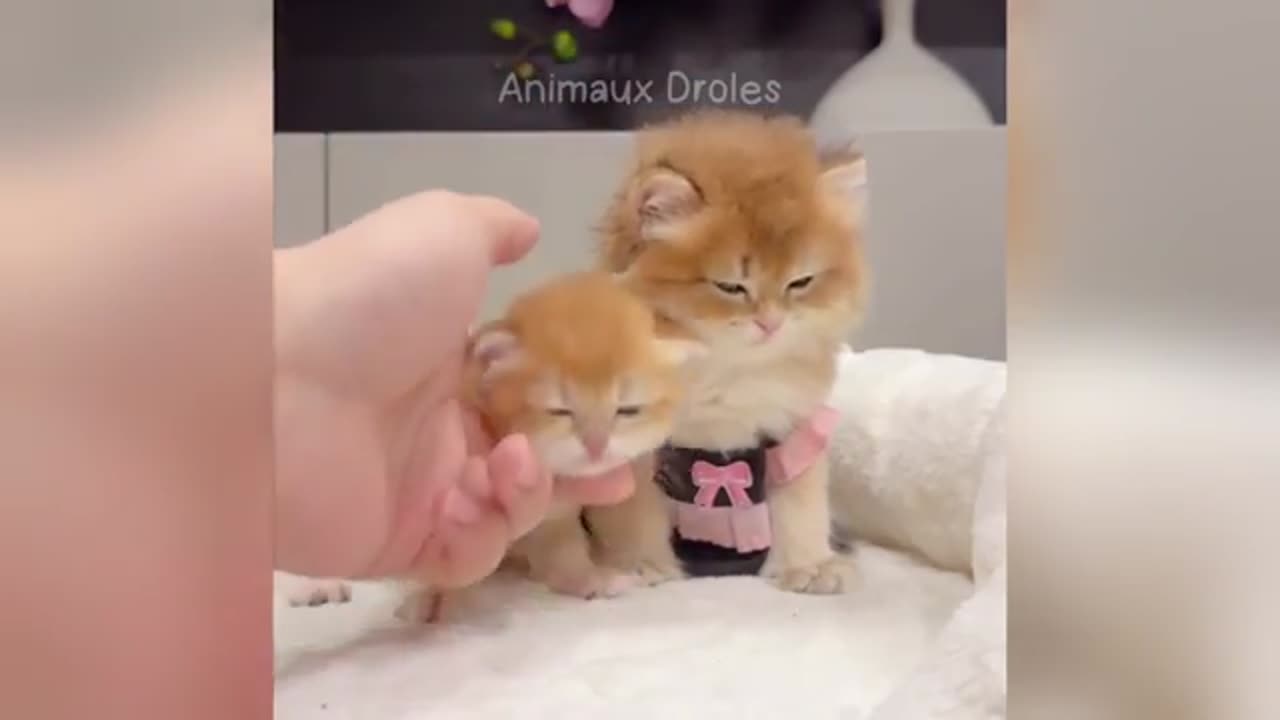 Animals Being Hilarious – You Won’t Stop Laughing!