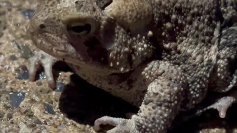 American Toad 4K