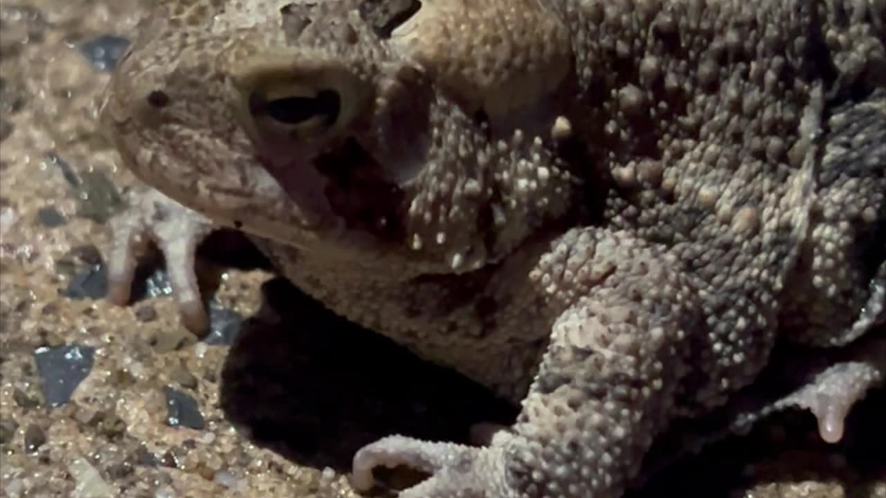 American Toad 4K