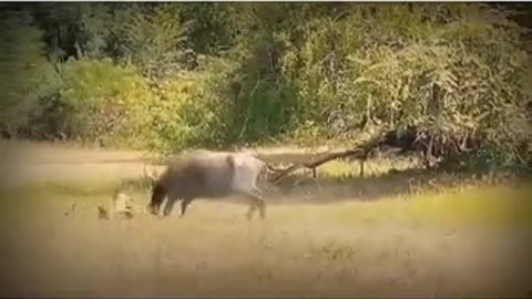 Animals videos
