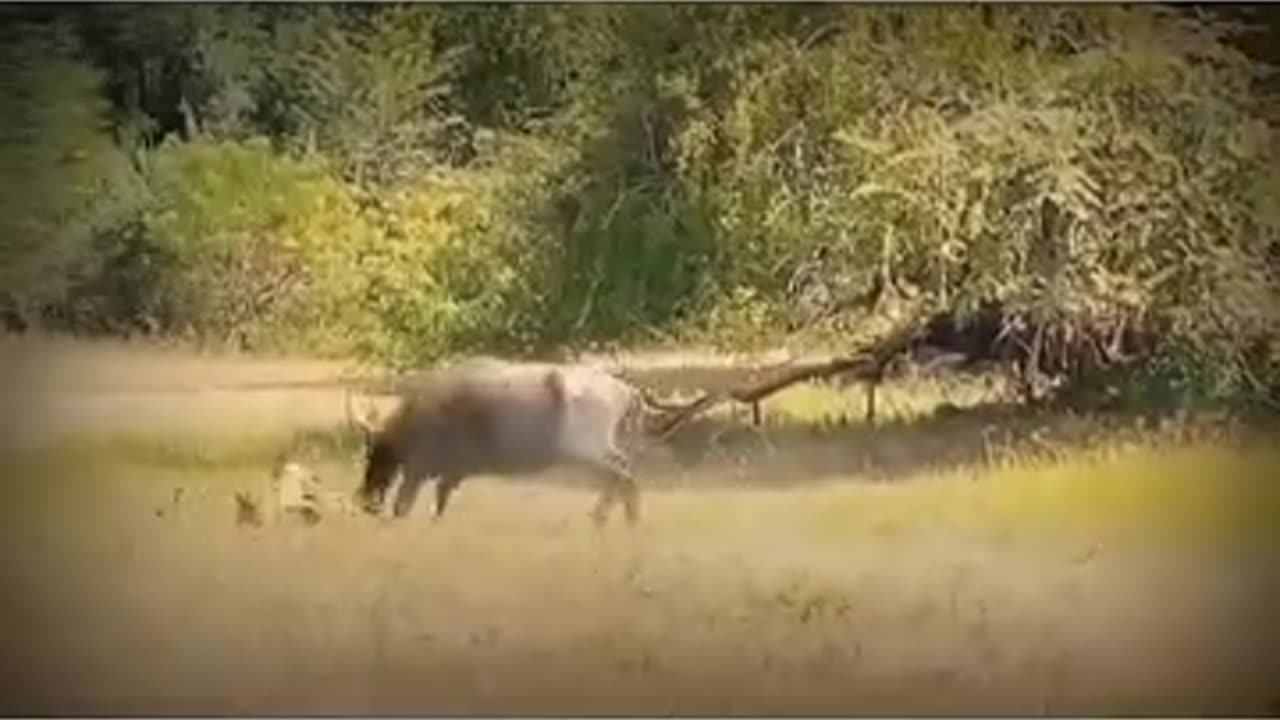 Animals videos