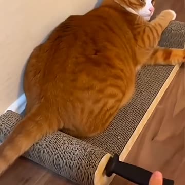 Life is Short , stay happy with funny things #funny animal