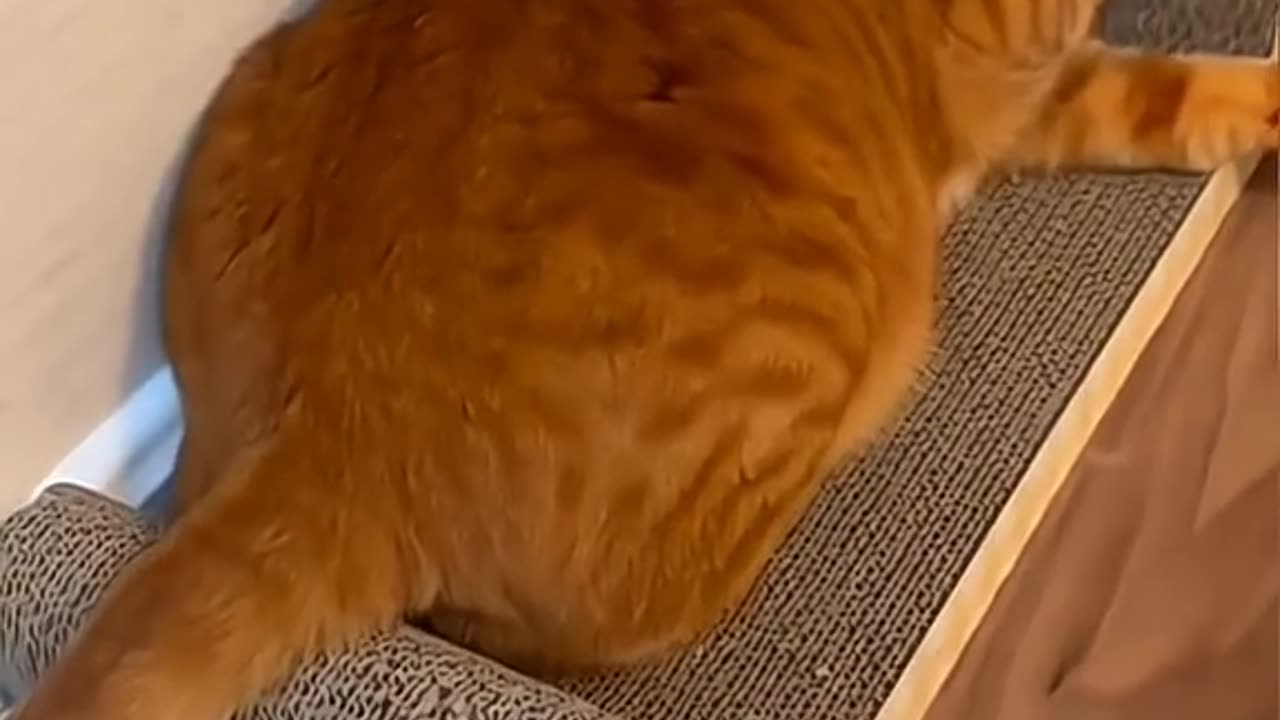 Life is Short , stay happy with funny things #funny animal