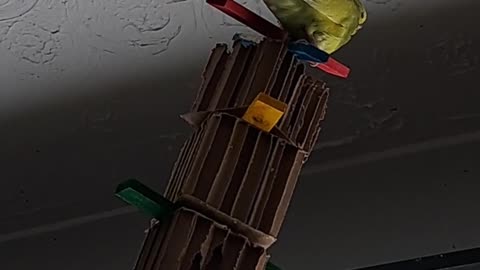Boba! How did you get up there?