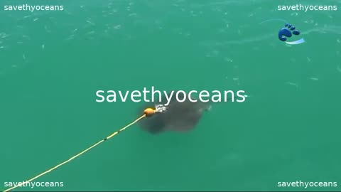 Great White Shark Vs Sting Ray