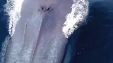 Gigantic whale shark makes scuba divers look like tiny tadpoles