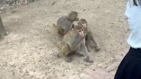 Animal love