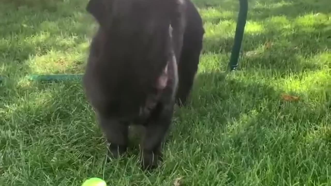 this is literally the most beautiful video in the internet