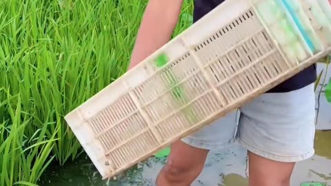 shrimp farming