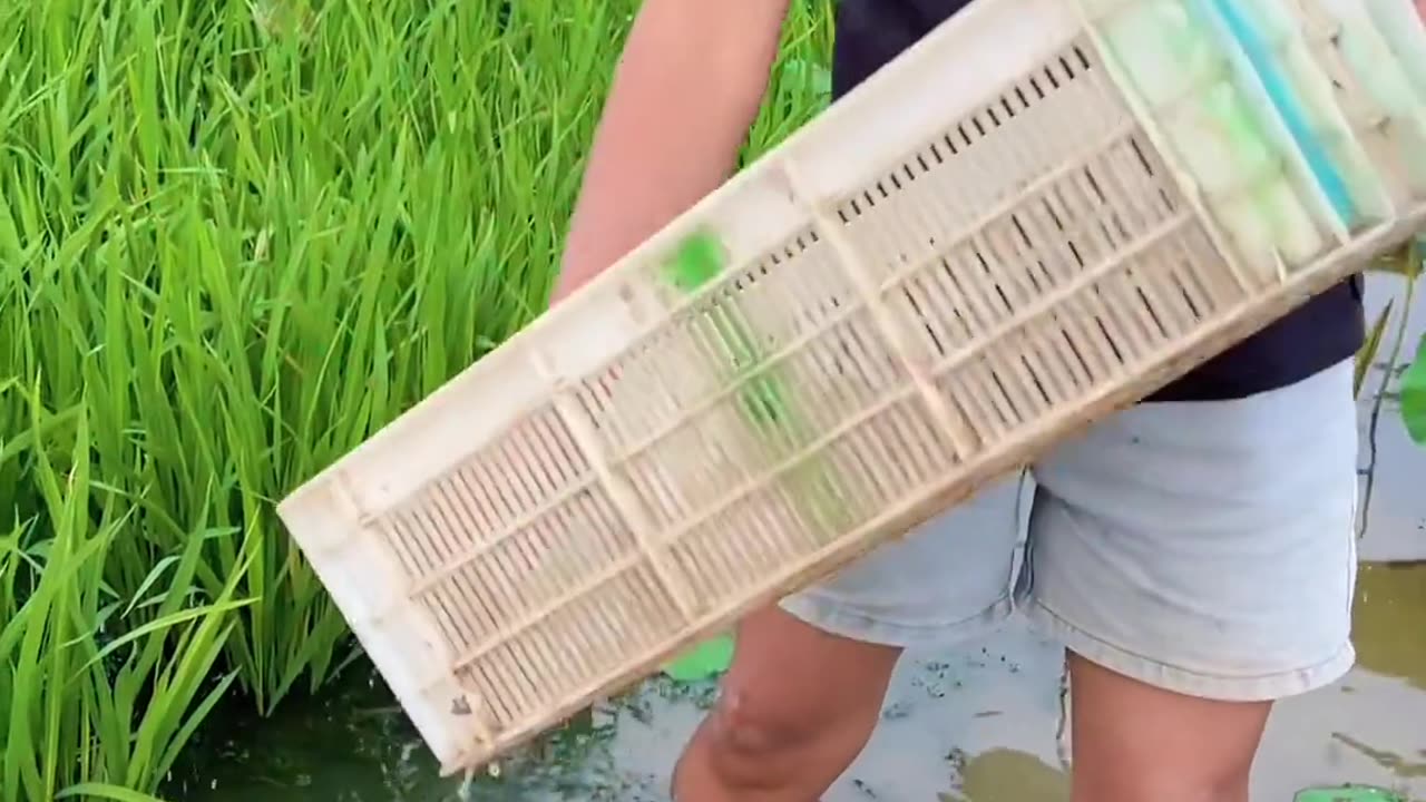 shrimp farming