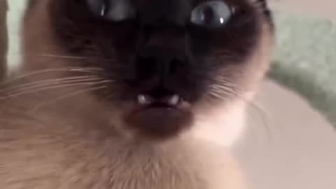 Dead Cat?