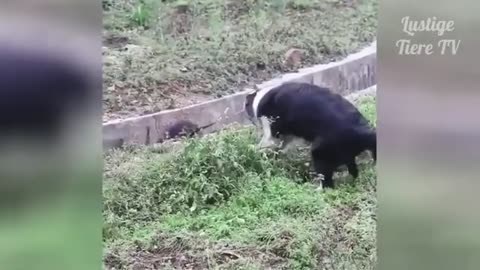 Funny cute animal cilps