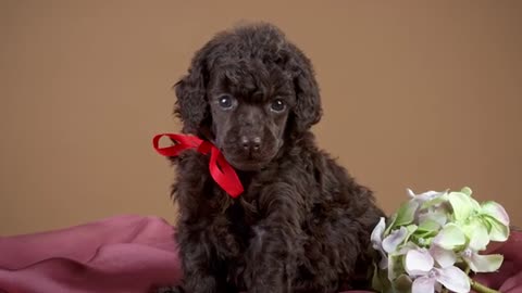 Breed-Specific Dog Training: Expert Advice for Every Dog