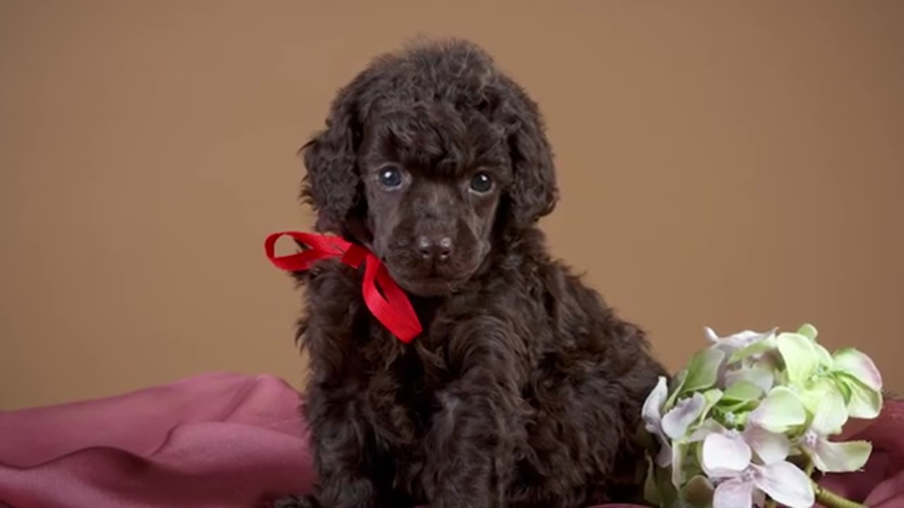 Breed-Specific Dog Training: Expert Advice for Every Dog